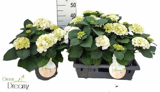 <h4>HYDR M HI WHITE SUN</h4>