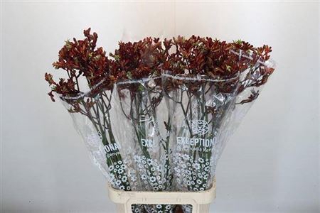<h4>Anigoz Early Spring</h4>