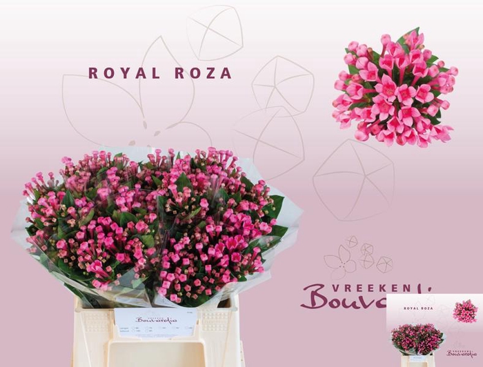 <h4>Bouvardia Royal Roza Vreeken</h4>