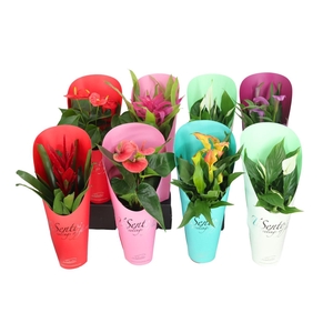 KAMERPL BLOEIEND GEM