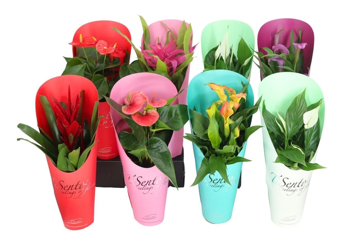 <h4>KAMERPL BLOEIEND GEM</h4>