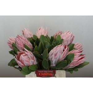 Protea Cynaroides