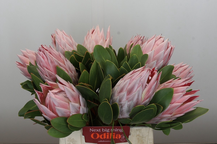 <h4>Protea Cynaroides</h4>