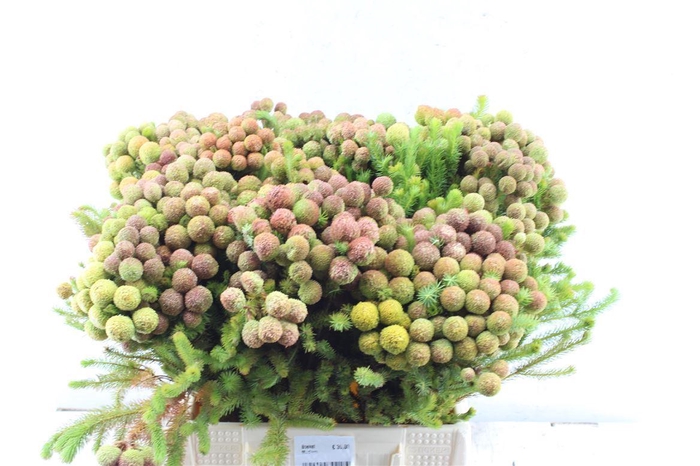 <h4>Kaaps Berz Galpinii Baubles</h4>