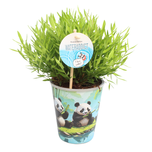 Bamusa Pogonatherum 'Monica' in Aquapot