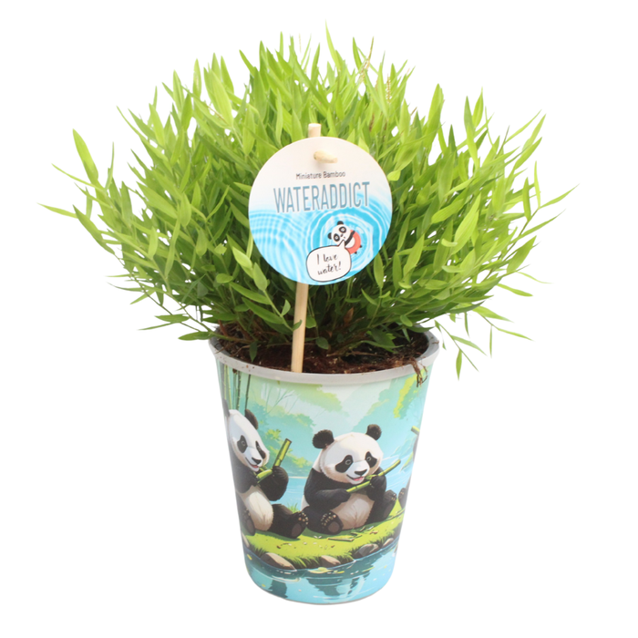 <h4>Bamusa Pogonatherum 'Monica' in Aquapot</h4>