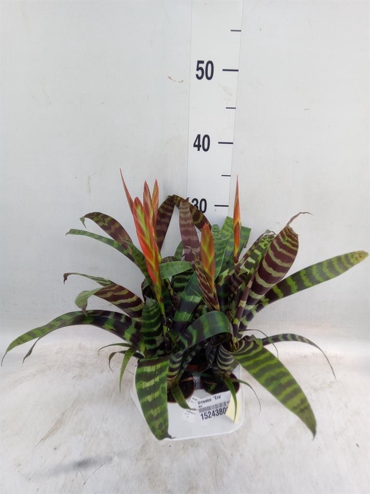 <h4>Vriesea  'Era'</h4>