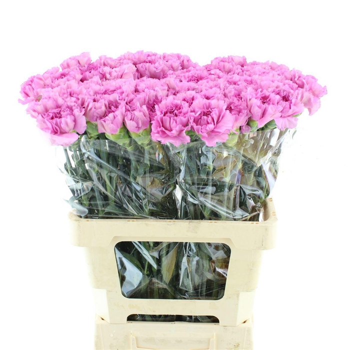 <h4>DI ST AKELA</h4>