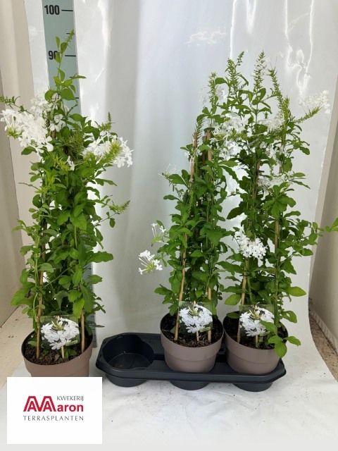 <h4>PLUMBAGO AURICULATA</h4>