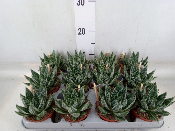 <h4>Gasteria</h4>