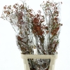 Rosa Corallo Orange Red
