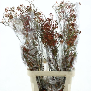 Rosa Corallo Orange Red