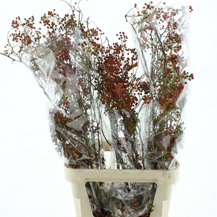 <h4>Rosa Corallo Orange Red</h4>