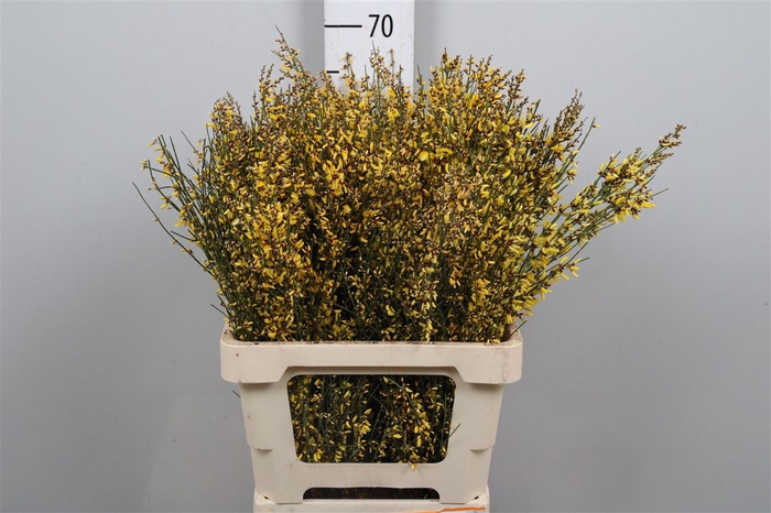 <h4>Genista Yellow</h4>