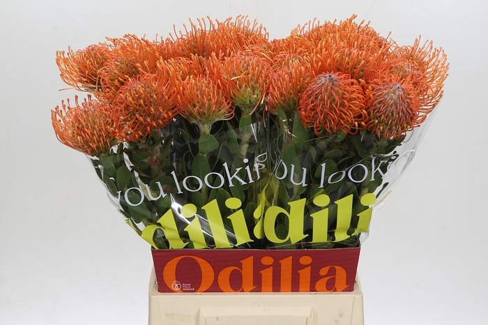 Nutans Ayoba Mandarin Zest