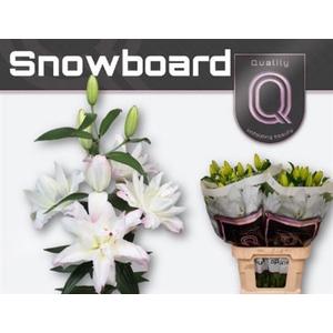 Li Or Du Snowboard 5+
