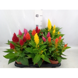 Celosia arg.   ...mix