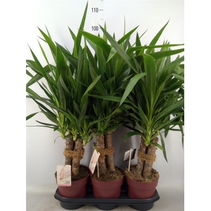 Yucca elephantipes   ...