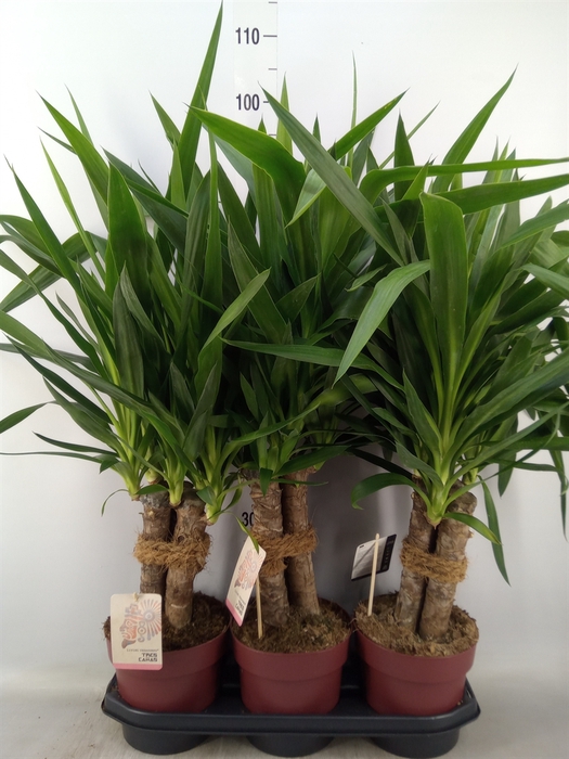 <h4>Yucca elephantipes   ...</h4>