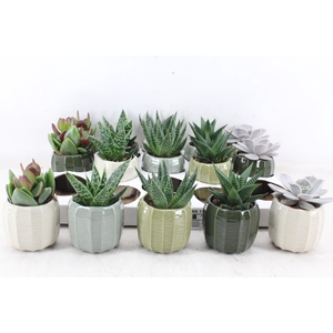 arr3 OV - Ker. Helsinki x15