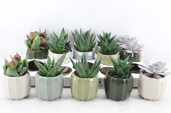 <h4>arr3 OV - Ker. Helsinki x15</h4>