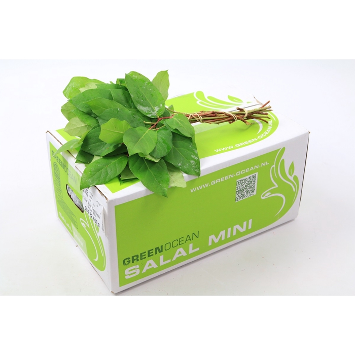 <h4>Salal Mini Tips Green Ocean</h4>