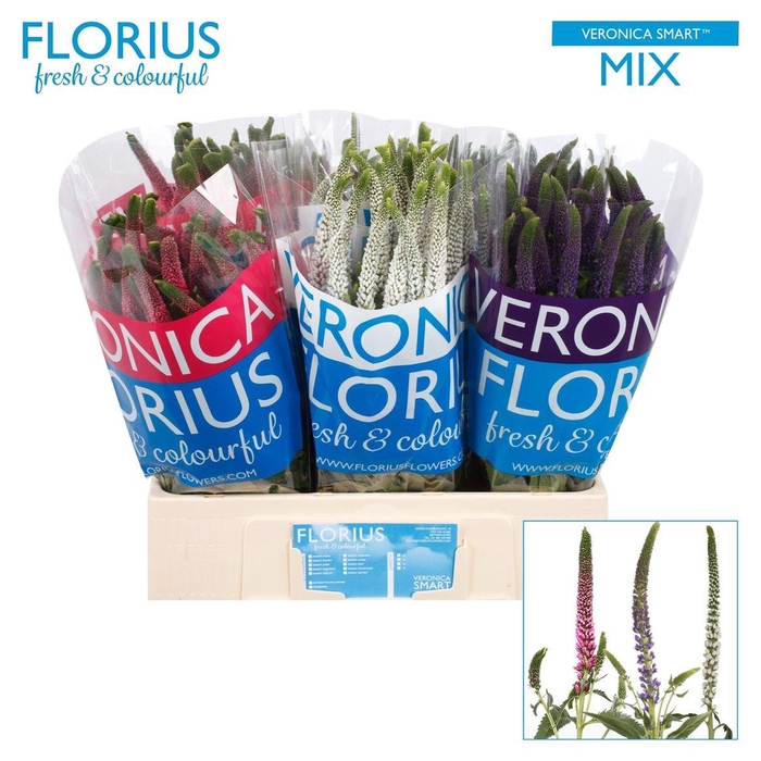 <h4>Veronica Smart Gem</h4>