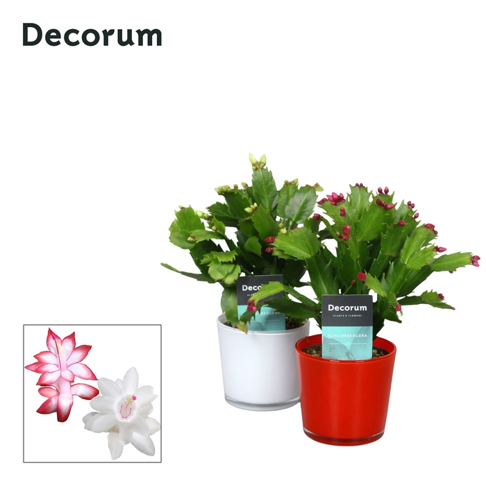 Schlumbergera - 9 cm - Glaspot Nashville red/white - Decorum