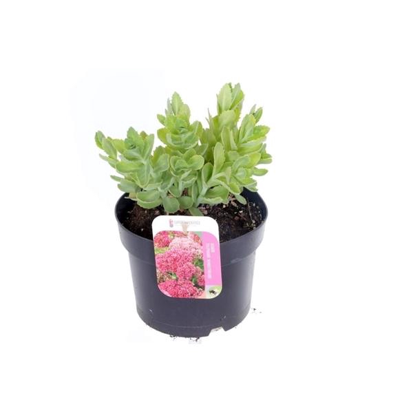 Sedum 'Herbstfreude'