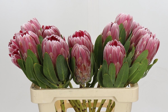 <h4>Protea Carnival</h4>