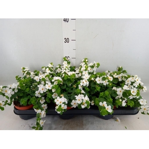 Sutera  'White Showers'