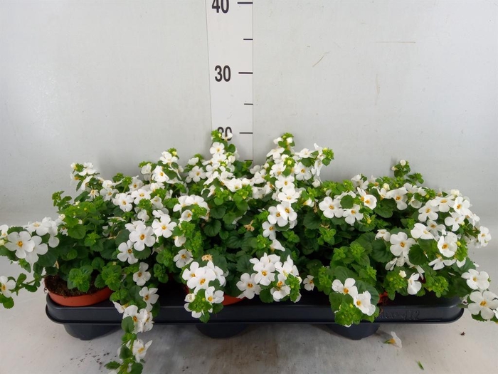 <h4>Sutera  'White Showers'</h4>