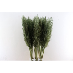 Cortaderia Opgetrokken Moss Groen Stem