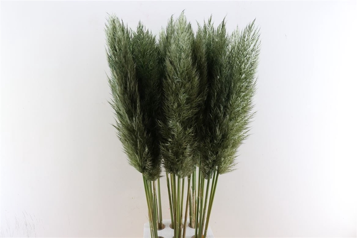 <h4>Cortaderia Opgetrokken Moss Groen Stem</h4>