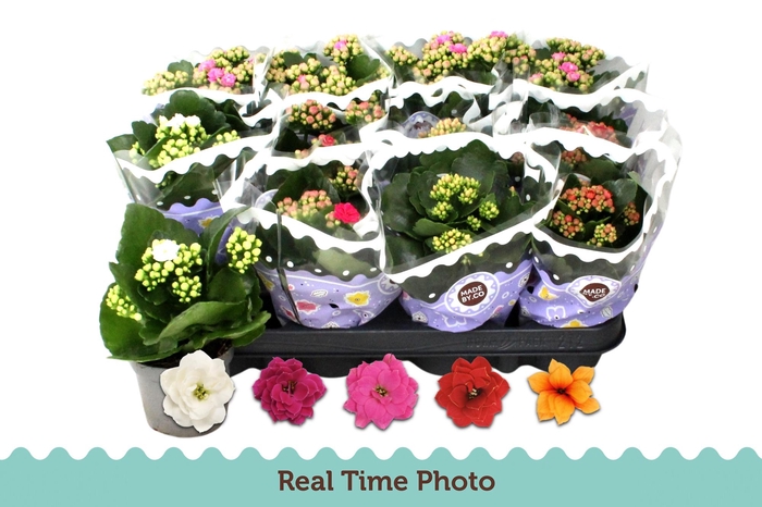 <h4>KAL GE GEM 5 KL</h4>