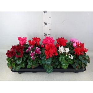 Cyclamen KL 'Verano'