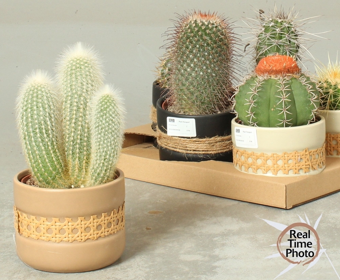 <h4>CACTUS OV</h4>