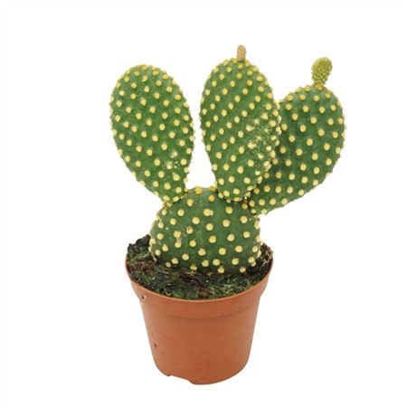 <h4>Opuntia Microdasys</h4>