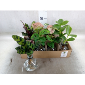Planten  ..mix