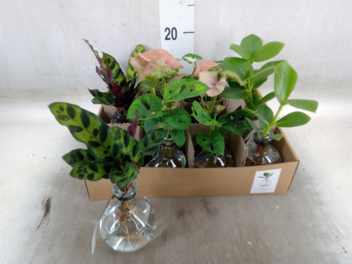 <h4>Planten  ..mix</h4>