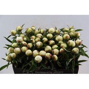 Paeo L Duchesse De Nemours Xl