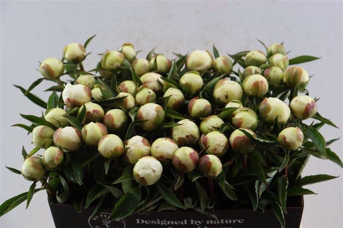 <h4>Paeo L Duchesse De Nemours Xl</h4>