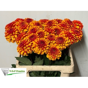 DAHL DEC AMERIC SUN