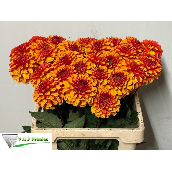 <h4>Dahl Dec Americ Sun</h4>