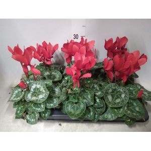 Cyclamen GR 'Leopardo'