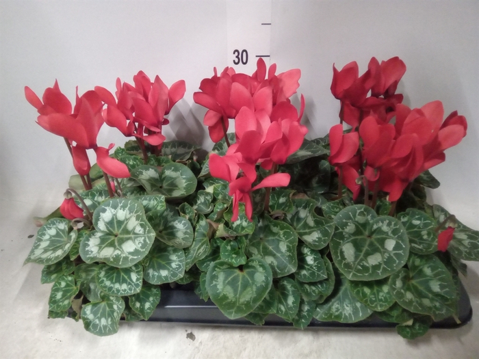 <h4>Cyclamen GR 'Leopardo'</h4>