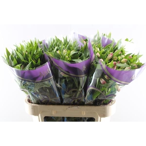 Alstr Avianna (l.rose)