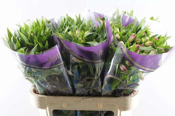 <h4>Alstr Avianna (l.rose)</h4>