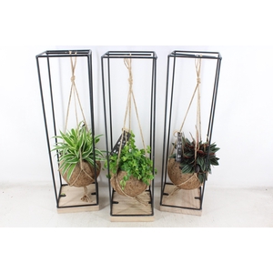 arr3 Kokoplant - Hang bol frame XL x6