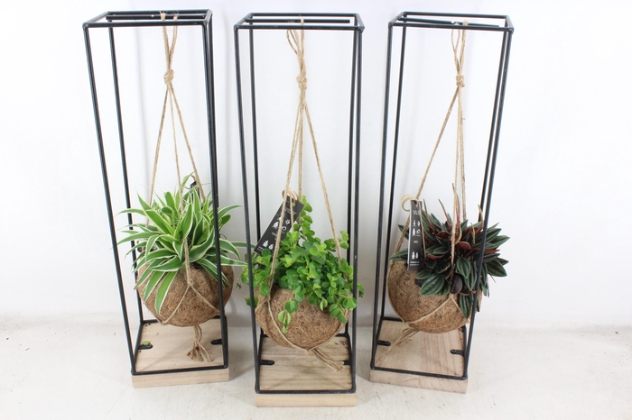 <h4>arr3 Kokoplant - Hang bol frame XL x6</h4>